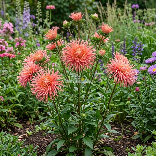 Aster Needle Unicum Salmon Pink Seeds - Callistephus Chinensis
