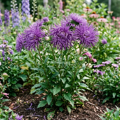 Aster Needle Unicum Violet Seeds - Callistephus Chinensis