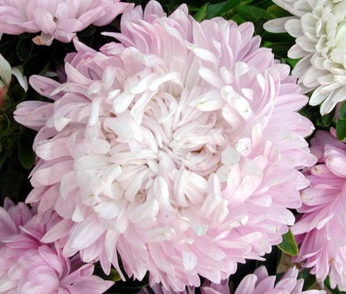 Aster Paeony Duchess Coral Seeds - Callistephus Chinensis