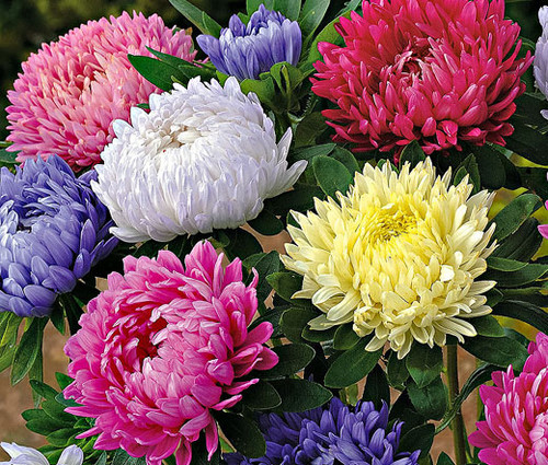 Aster Paeony Duchess Mix Seeds - Callistephus Chinensis