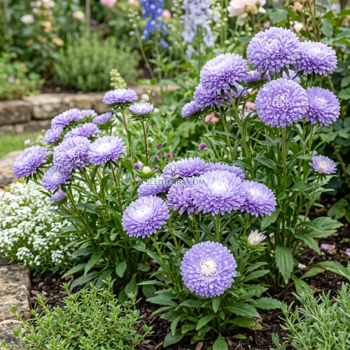 Aster Pompon Light Blue Seeds - Callistephus Chinensis