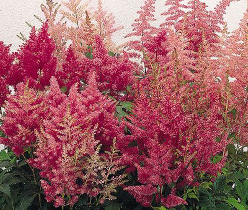 Astilbe Showstar Mix Seeds - Astilbe Arendsii