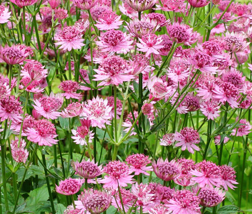 Astrantia Masterwort Purple Seeds - Astrantia Major