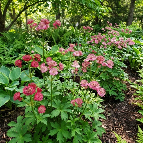 Astrantia Masterwort  Rose Symphony Seeds - Astrantia Major