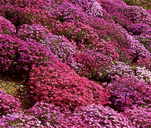 Aubrieta Rock Cress Cascade Mix Seeds - Aubrieta Hybrida Superbissima