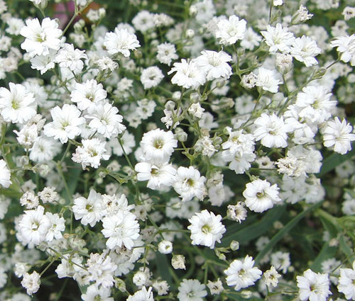 Creeping Baby's Breath Seeds - Gypsophila Repens Alba