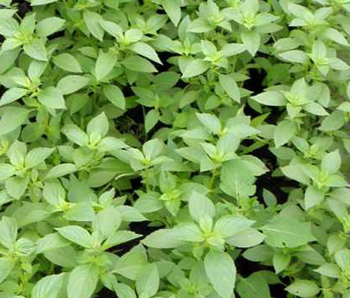 Basil Lemon Organic  Seeds - Ocimum Basilicum