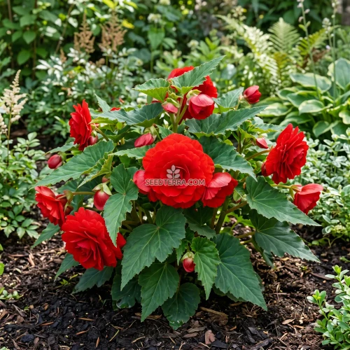 Begonia Tuberous Double Red Seeds - Begonia Tuberosa