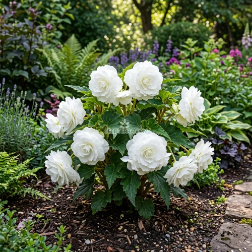 Begonia Tuberous Double White Seeds - Begonia Tuberosa