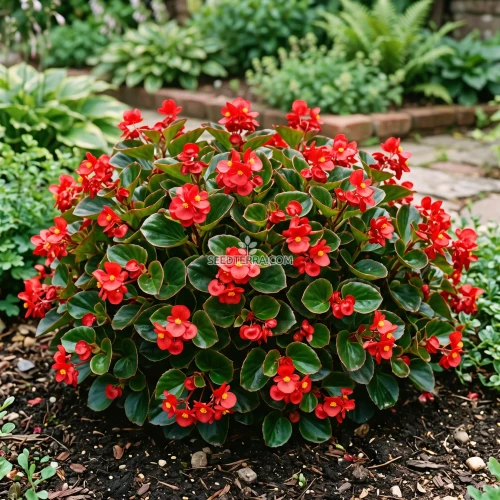 Begonia Wax Red Seeds - Begonia Semperflorens