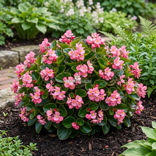 Begonia Wax Rose Seeds - Begonia Semperflorens
