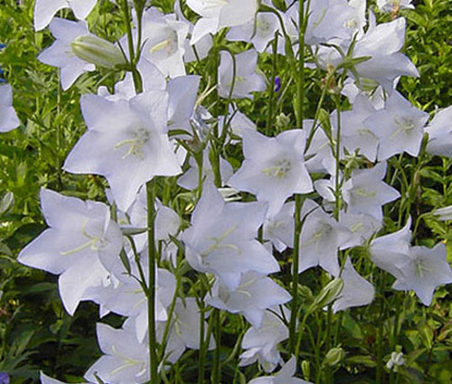 Bellflower Willow Peach-Leaved White Seeds - Campanula Persicifolia
