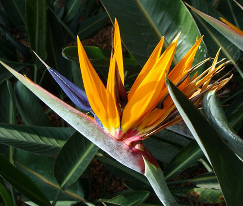 Bird of Paradise Seeds - Strelitzia Reginae