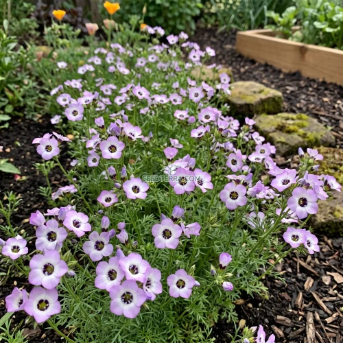 Bird's Eye Seeds - Gilia Tricolor