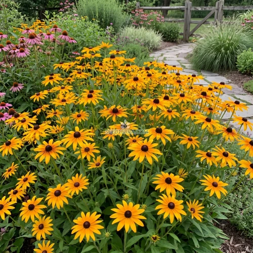 Black Eyed Susan Seeds - Rudbeckia Hirta