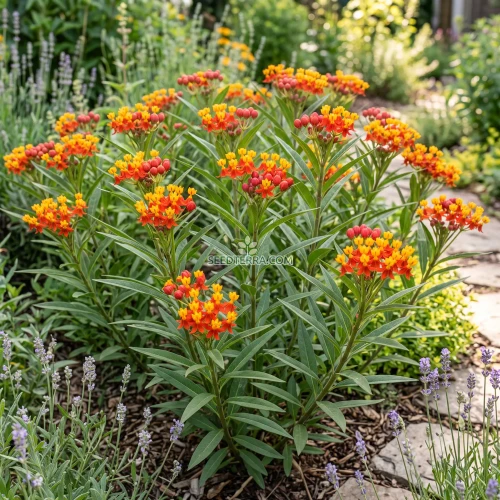 Blood Flower Scarlet Milkweed Seeds - Asclepias Curassavica