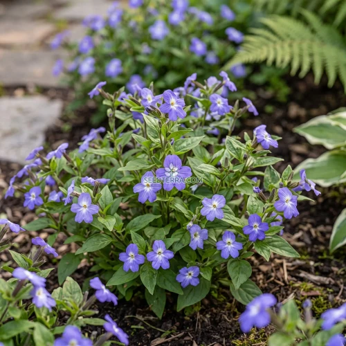 Browallia Seeds - Browallia Americana