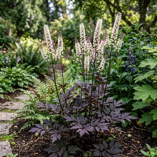 Bugbane Non GMO Seeds - Cimicifuga Ramosa Atropurpurea