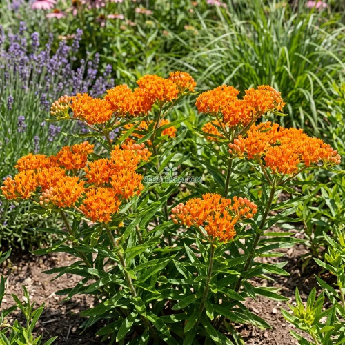 Butterfly Weed Orange Seeds - Asclepias Tuberosa