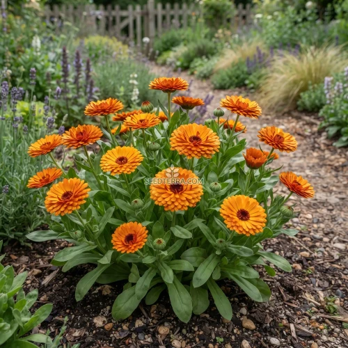 Calendula Geisha Girl Non GMO Seeds - Calendula Officinalis