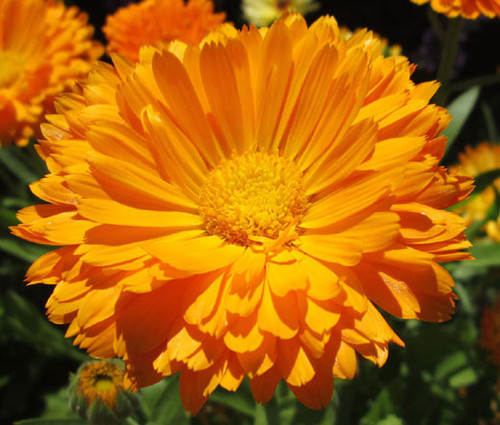 Calendula Pot Marigold Non GMO Seeds - Calendula Officinalis