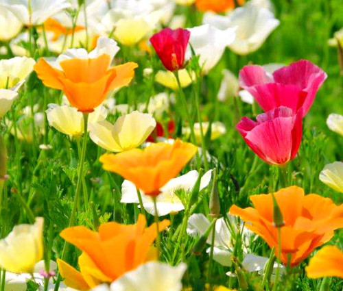 California Poppy Mixed Seeds - Eschscholzia Californica