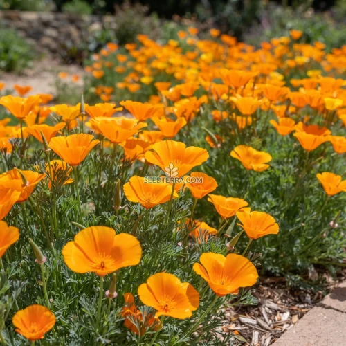California Poppy Orange Seeds - Eschscholzia Californica