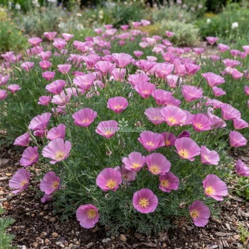 California Poppy Purple Gleam Seeds - Eschscholzia Californica