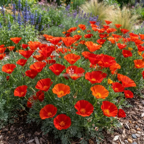 California Poppy Red Chief Seeds - Eschscholzia Californica