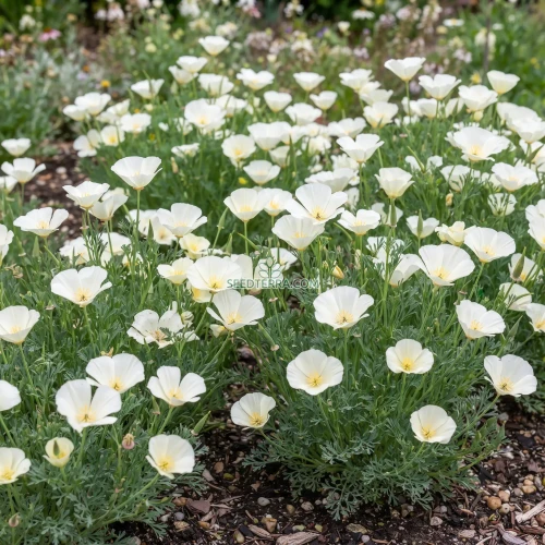 California Poppy White Seeds - Eschscholzia Californica