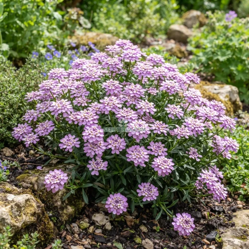 Candytuft Gibraltar Non GMO Seeds - Iberis Gibraltarica