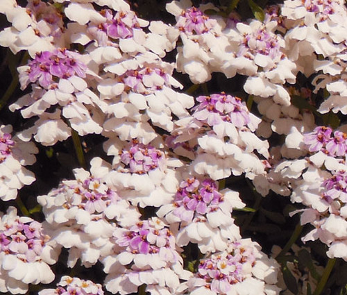 Candytuft Gibraltar Non GMO Seeds - Iberis Gibraltarica