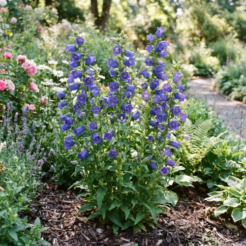 Canterbury Bells Blue Seeds - Campanula Medium