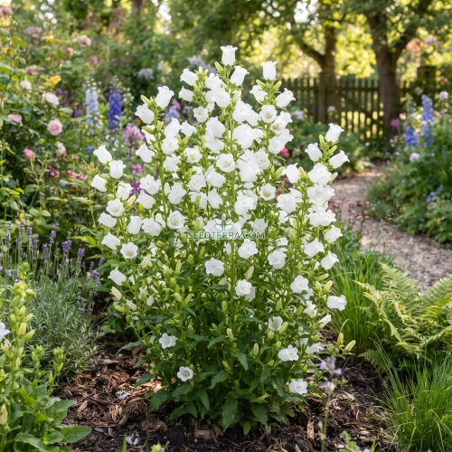 Canterbury Bells White Seeds - Campanula Medium