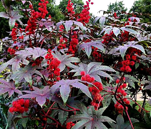 Castor Bean Gibsonii Seeds - Ricinus Communis