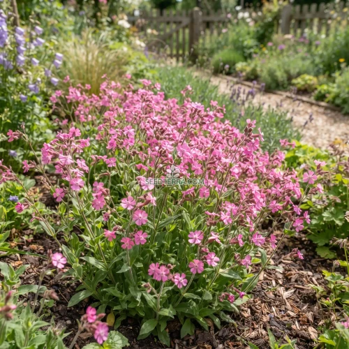 Catchfly Nodding Rose Triumph Seeds - Silene Pendula