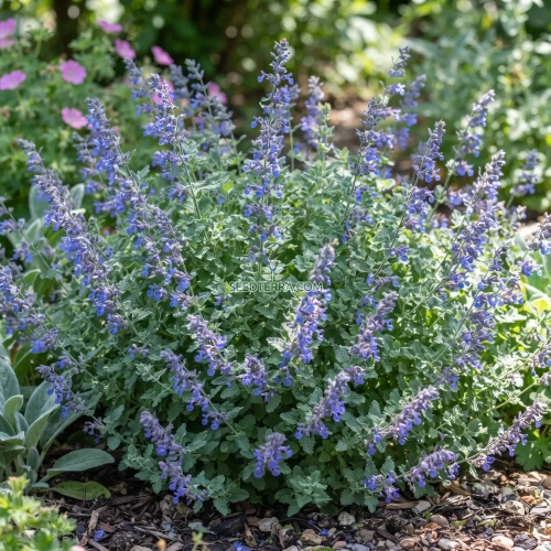 Catmint Blue Non GMO Seeds - Nepeta Mussinii