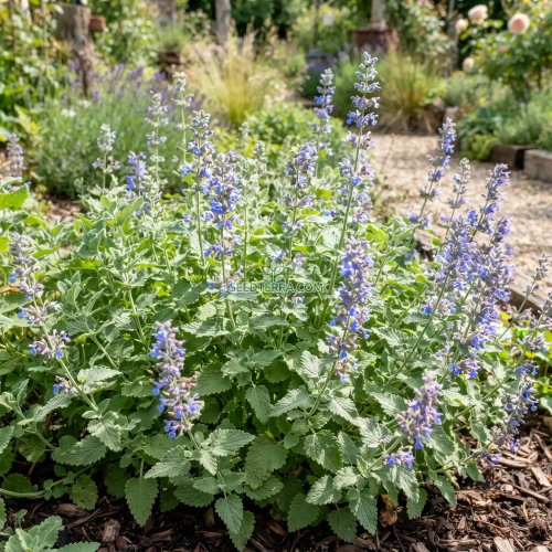 Catnip Lemon Non GMO Seeds - Nepeta Cataria Citriodora