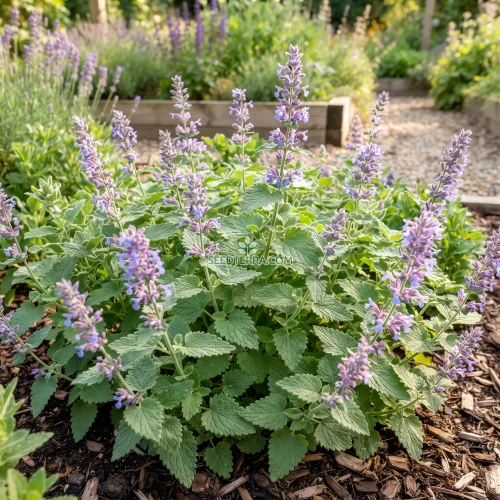 Catnip Non GMO Seeds - Nepeta Cataria