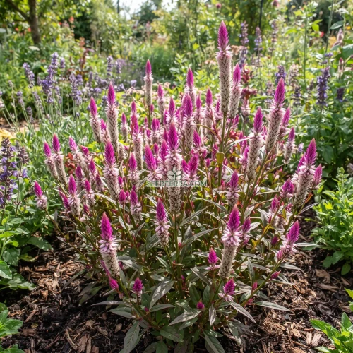 Celosia Flamingo Seeds - Celosia Spicata