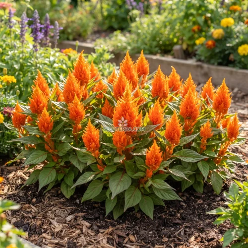 Celosia Nana Glitters Orange Seeds - Celosia Plumosa