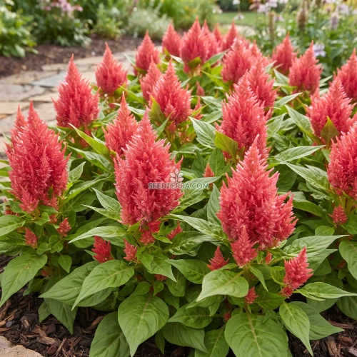 Celosia Nana Glitters Pink Seeds - Celosia Plumosa