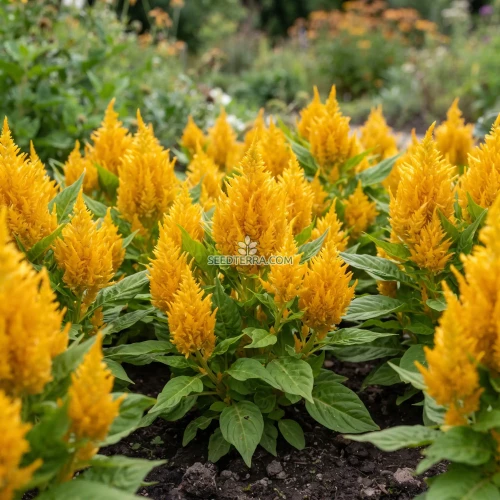 Celosia Nana Glitters Yellow Seeds - Celosia Plumosa
