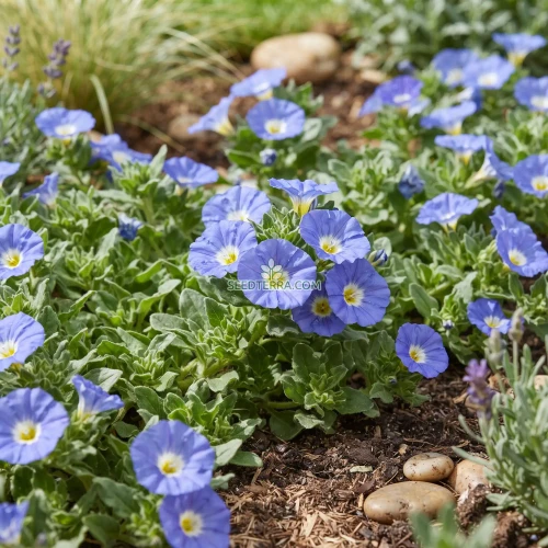 Chilean Bellflower Blue Seeds - Nolana Paradoxa