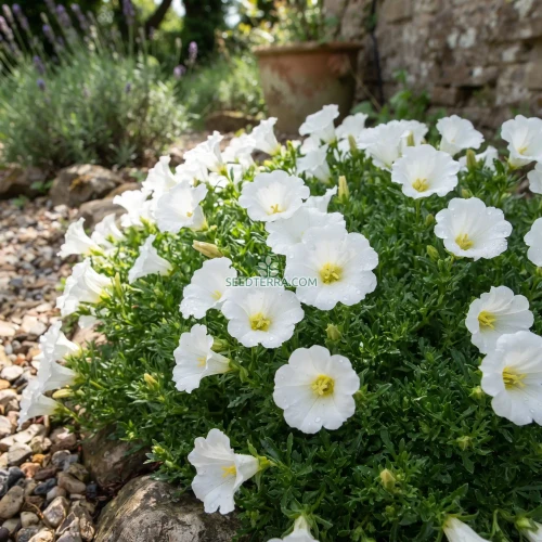 Chilean Bellflower White Seeds - Nolana Paradoxa