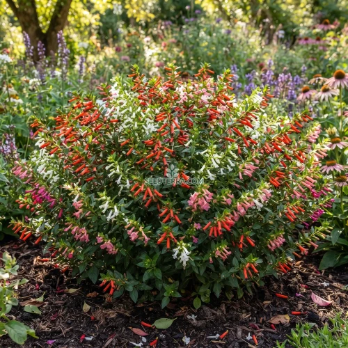 Cigar Plant Mix Seeds - Cuphea Ignea Coan