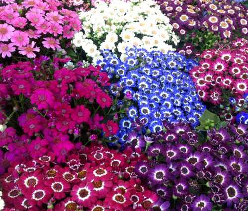 Cineraria Hybrids  Amigo Mix Seeds - Cineraria Cruenta