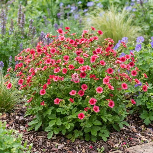 Cinquefoil Miss Willmott Seeds - Potentilla Nepalensis