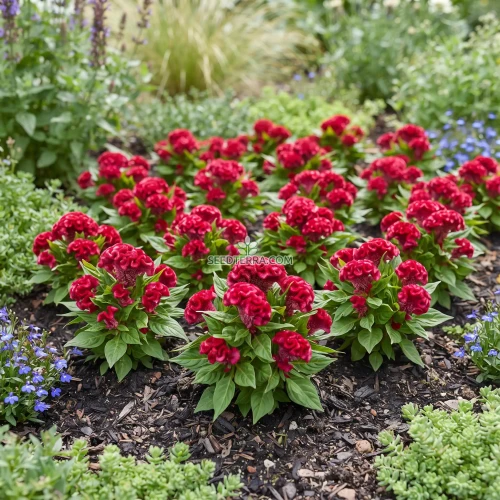 Cockscomb Carmine Dwarf Seeds - Celosia Cristata Nana Jessica