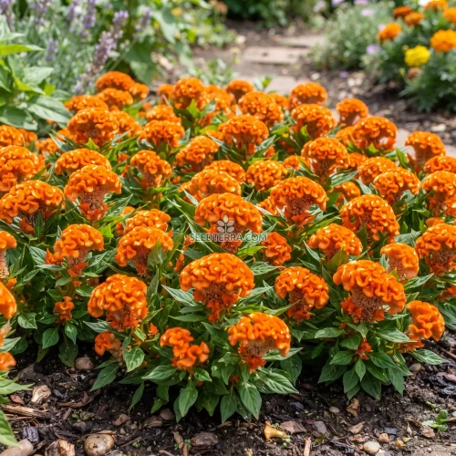 Cockscomb Orange Dwarf Seeds - Celosia Cristata Nana Jessica